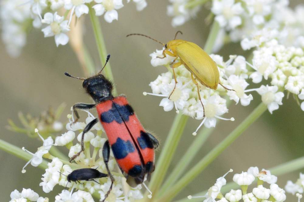 Trichodes apiarius e Ctenopus sulphureus